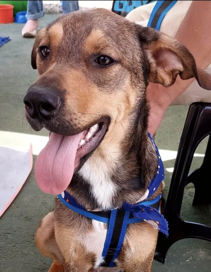 Cachorro ra a Mestico  idade 7 a 11 meses nome Marley 