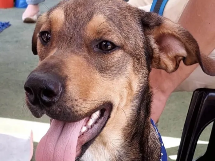 Cachorro ra a Mestico  idade 7 a 11 meses nome Marley 
