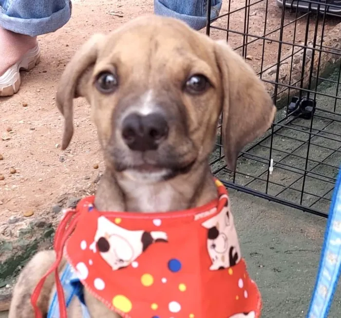 Cachorro ra a Mestico  idade 2 a 6 meses nome Levi 