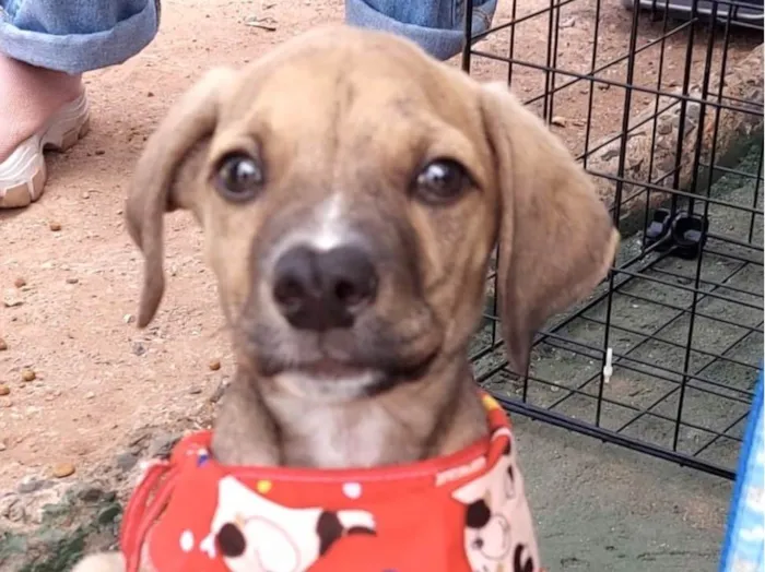 Cachorro ra a Mestico  idade 2 a 6 meses nome Levi 