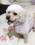 Simba 