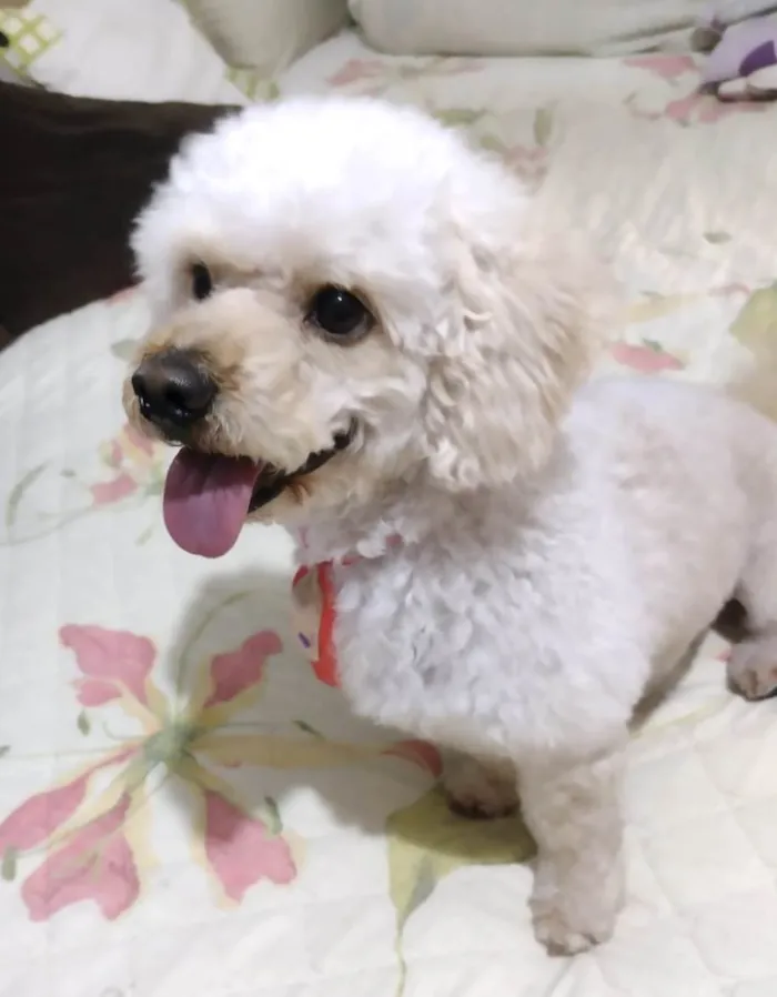 Cachorro ra a Poodle  idade 1 ano nome Simba 