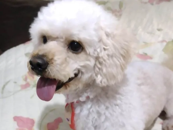 Cachorro ra a Poodle  idade 1 ano nome Simba 