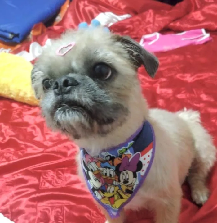 Cachorro ra a Mestica  idade 2 anos nome Maia 