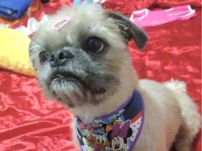 Cachorro ra a Mestica  idade 2 anos nome Maia 