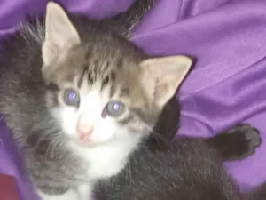 Gato raça Sem raça  idade Abaixo de 2 meses nome Sapeca