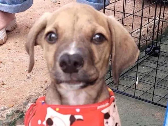 Cachorro ra a Mestico  idade 2 a 6 meses nome Levi 