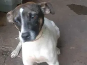 Cachorro raça Vira lata idade 1 ano nome Pix 