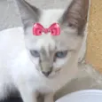 Suzi 