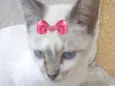 Suzi 
