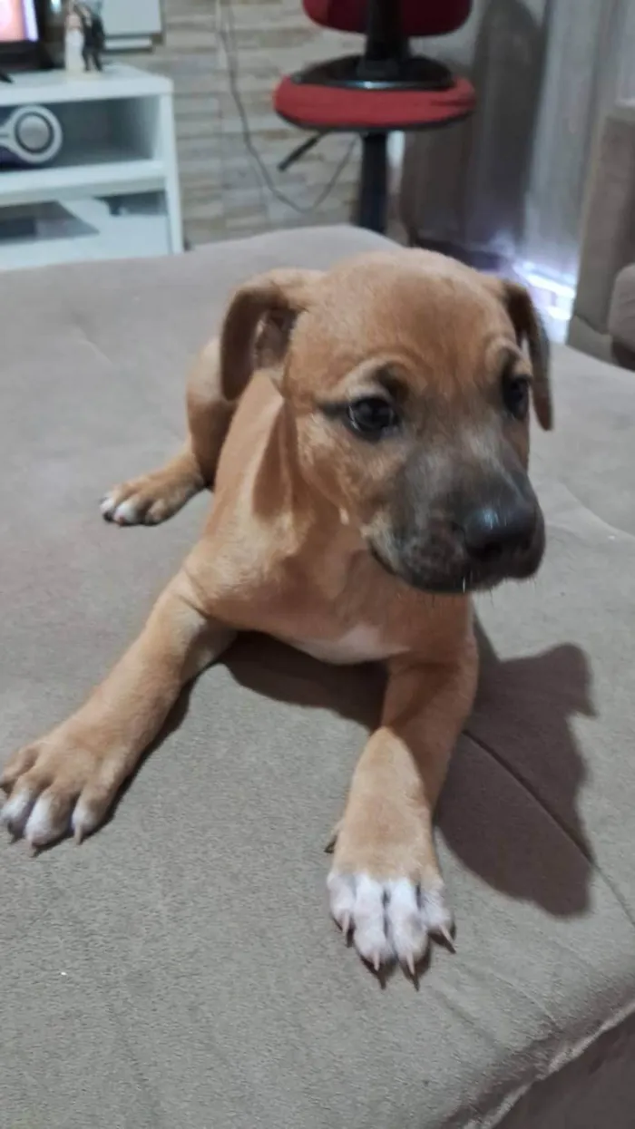 Cachorro ra a SRD-ViraLata idade 2 a 6 meses nome Arquimedes