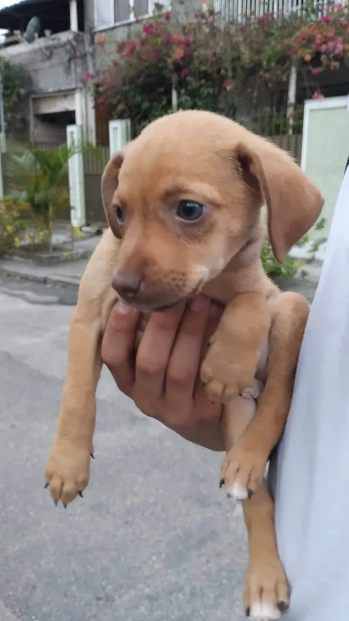 Cachorro ra a SRD-ViraLata idade Abaixo de 2 meses nome Débora 