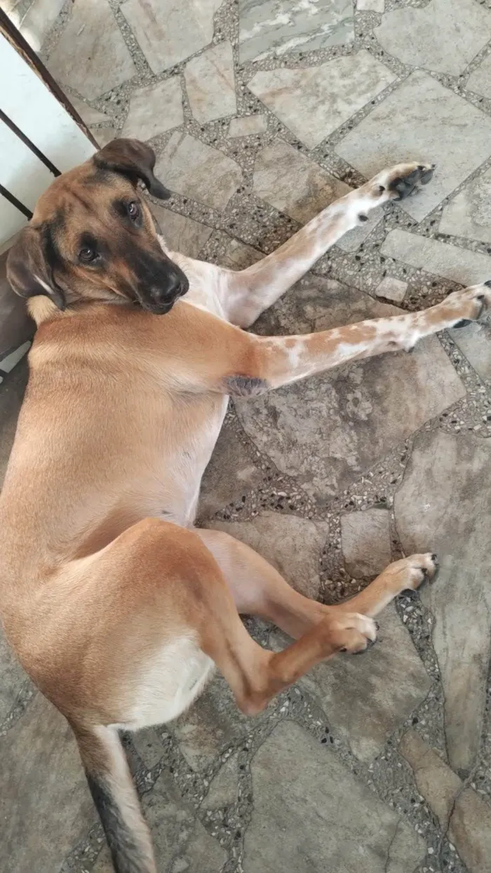Cachorro ra a SRD-ViraLata idade 1 ano nome Thor
