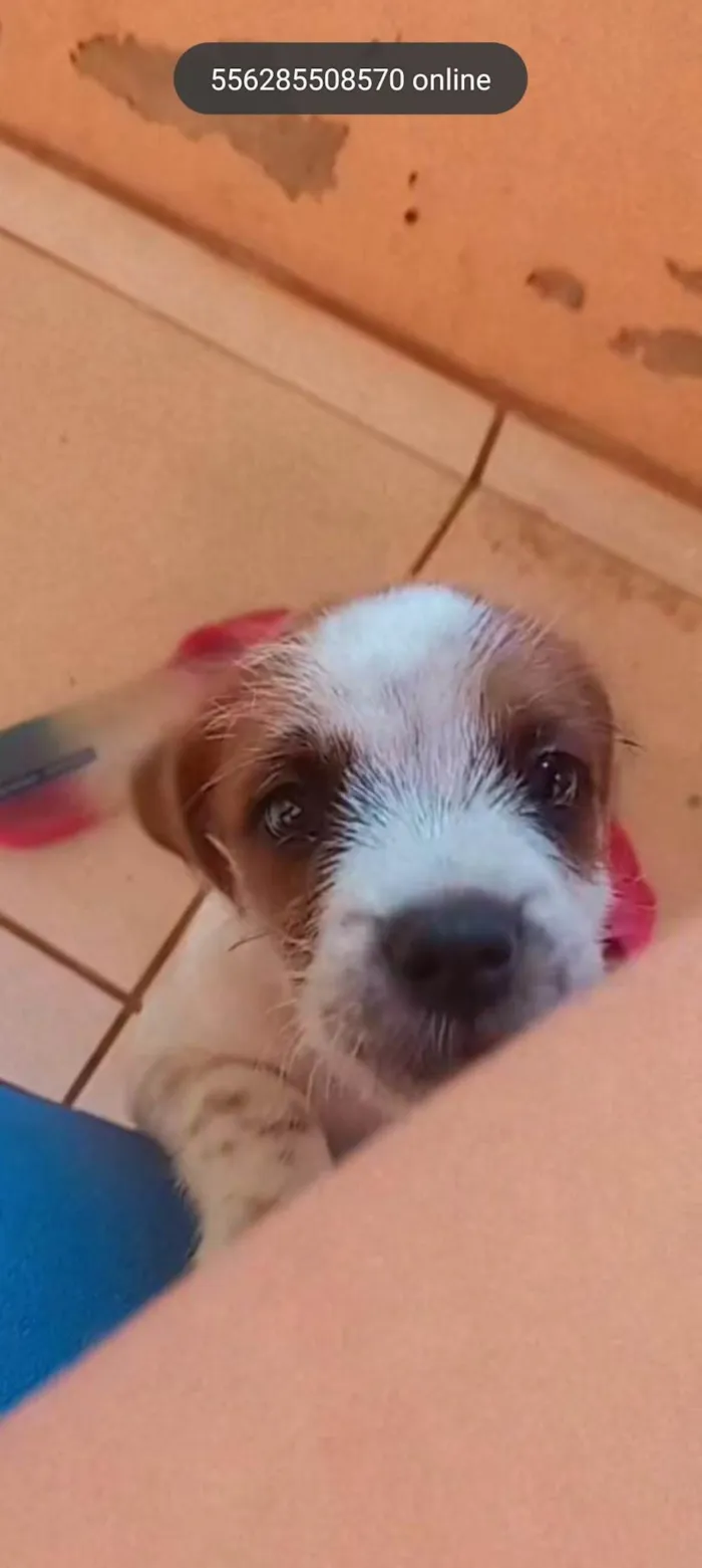 Cachorro ra a Misturado idade 7 a 11 meses nome Lupi