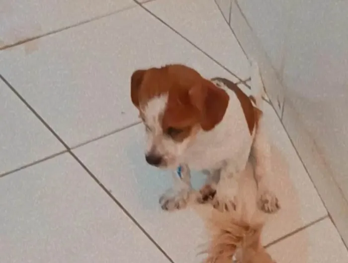 Cachorro ra a Misturado idade 7 a 11 meses nome Lupi