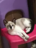 Mia
