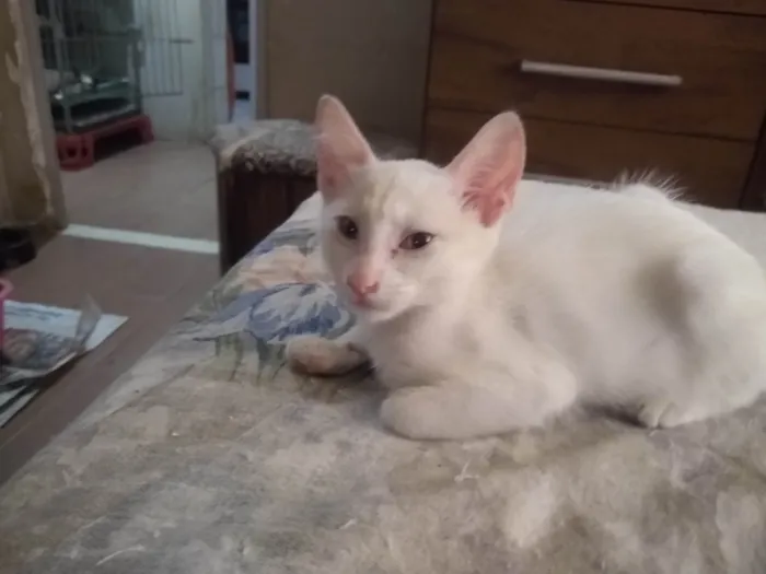 Gato ra a Srd idade 2 a 6 meses nome Lilla