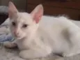 Lilla