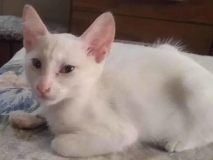 Gato ra a Srd idade 2 a 6 meses nome Lilla