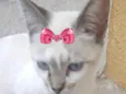 Suzi 