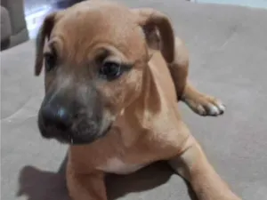 Cachorro raça SRD-ViraLata idade 2 a 6 meses nome Arquimedes