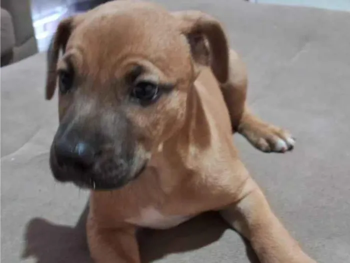 Cachorro ra a SRD-ViraLata idade 2 a 6 meses nome Arquimedes