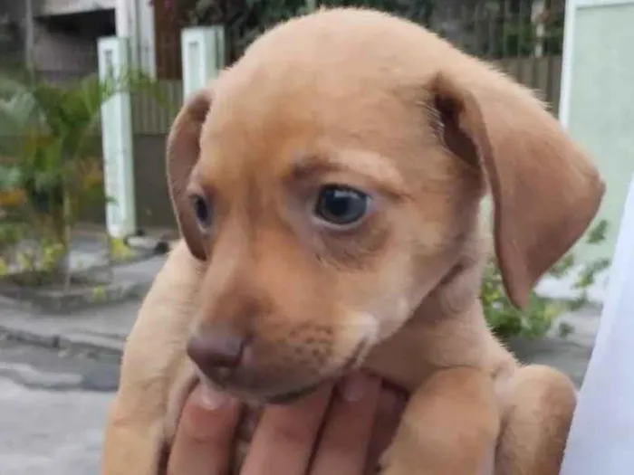 Cachorro ra a SRD-ViraLata idade Abaixo de 2 meses nome Débora 