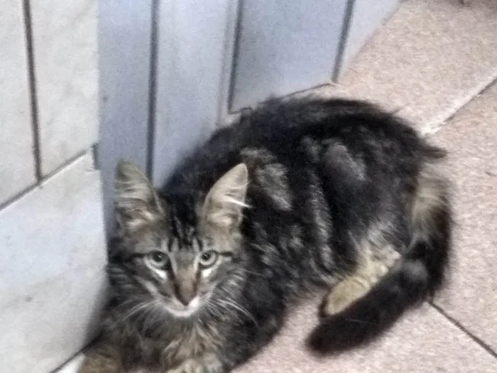 Gato ra a Srd idade 2 a 6 meses nome Tito