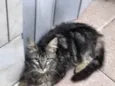 Tito