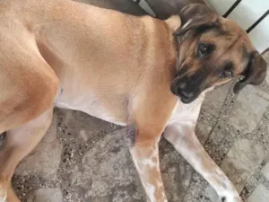 Cachorro raça SRD-ViraLata idade 1 ano nome Thor