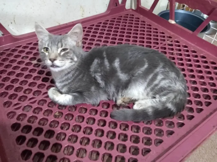 Gato ra a Srd idade 7 a 11 meses nome Tom