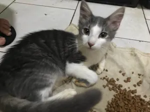 Gato raça Srd idade 7 a 11 meses nome Digo