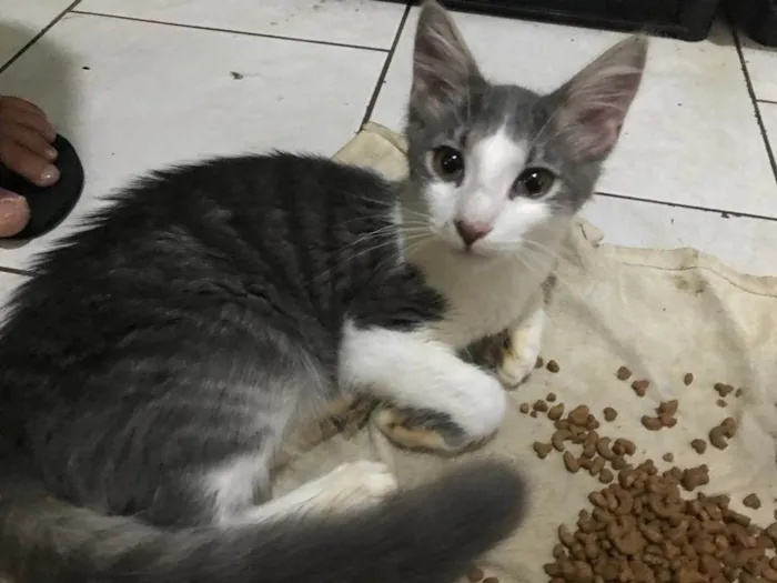 Gato ra a Srd idade 7 a 11 meses nome Digo