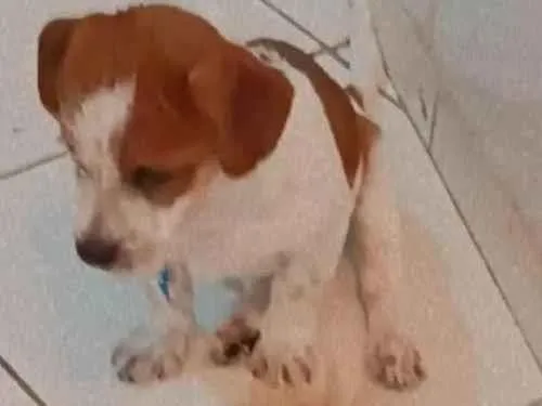 Cachorro ra a Misturado idade 7 a 11 meses nome Lupi