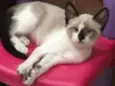 Mia