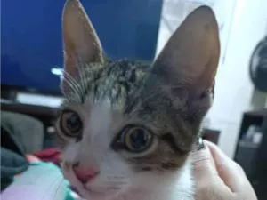 Gato raça SRD-ViraLata idade 2 a 6 meses nome SUSHI