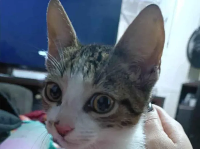 Gato ra a SRD-ViraLata idade 2 a 6 meses nome SUSHI