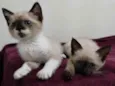 Bia e Bete
