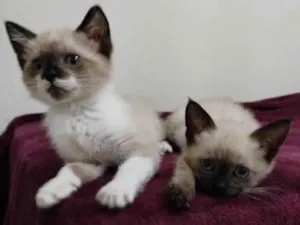 Gato raça Srd idade 2 a 6 meses nome Bia e Bete