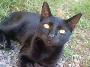 Gato raça SRD-ViraLata idade 1 ano nome TEMAKI