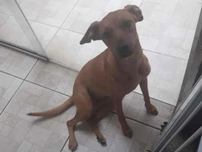 Cachorro ra a SRD-ViraLata idade 7 a 11 meses nome Lalinha