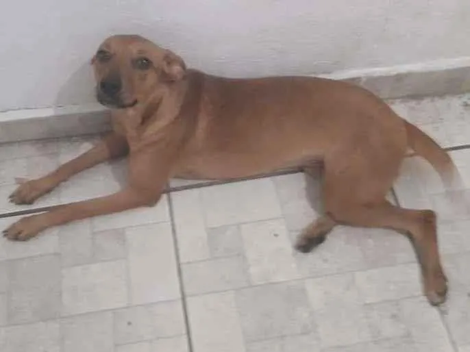 Cachorro ra a SRD-ViraLata idade 7 a 11 meses nome Lalinha