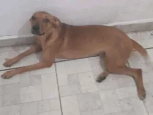 Cachorro raça SRD-ViraLata idade 7 a 11 meses nome Lalinha