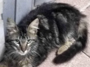 Gato raça Srd idade 2 a 6 meses nome Tito