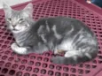 Tom