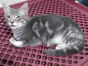 Gato raça Srd idade 7 a 11 meses nome Tom