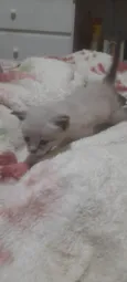 Mily