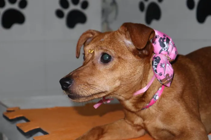 Cachorro ra a Mistura de raça   idade 7 a 11 meses nome Kiara