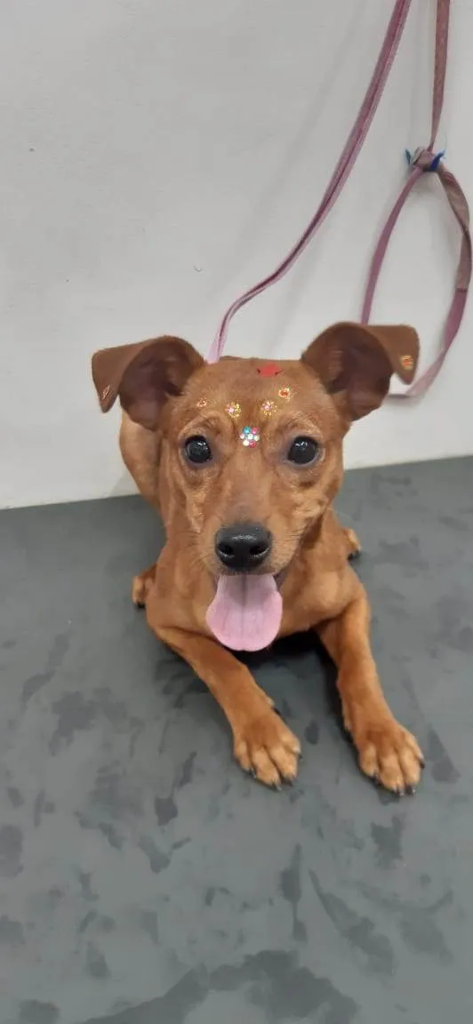 Cachorro ra a Mistura de raça   idade 7 a 11 meses nome Kiara