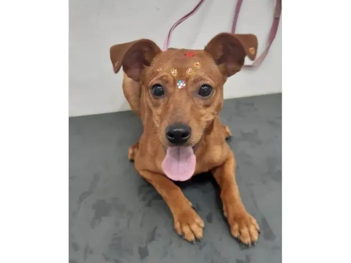 Cachorro ra a Mistura de raça   idade 7 a 11 meses nome Kiara